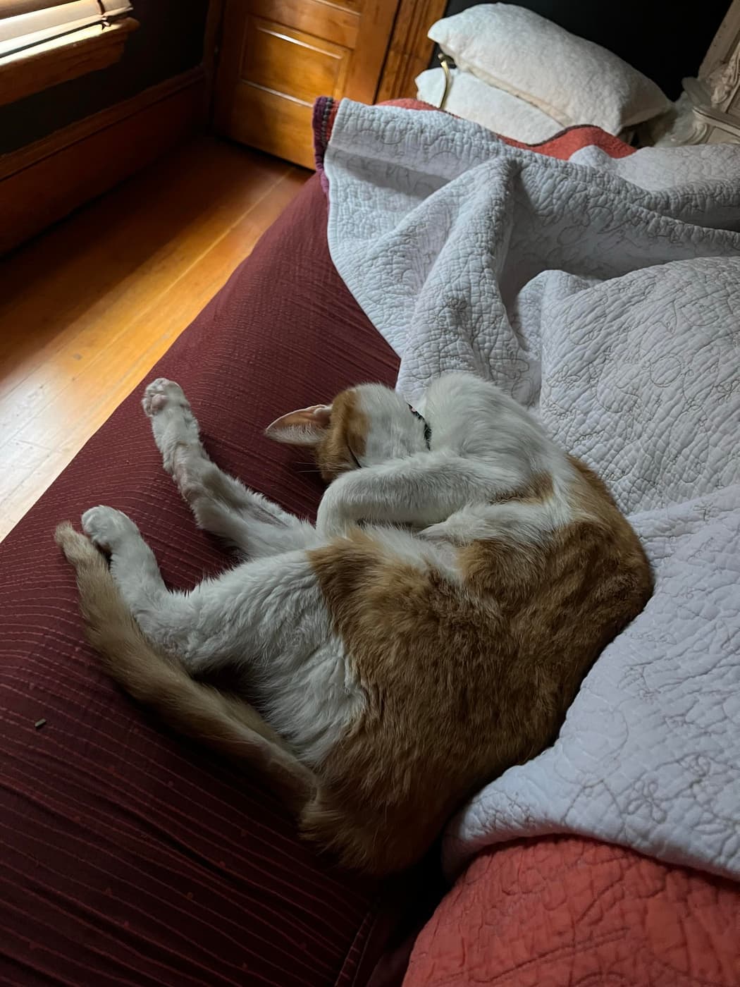 An orange and white cat (Catsby) is curled up and sleeping on a red bed, with a white blanket partially covering it. The background features wooden elements and light streaming in from a nearby window.