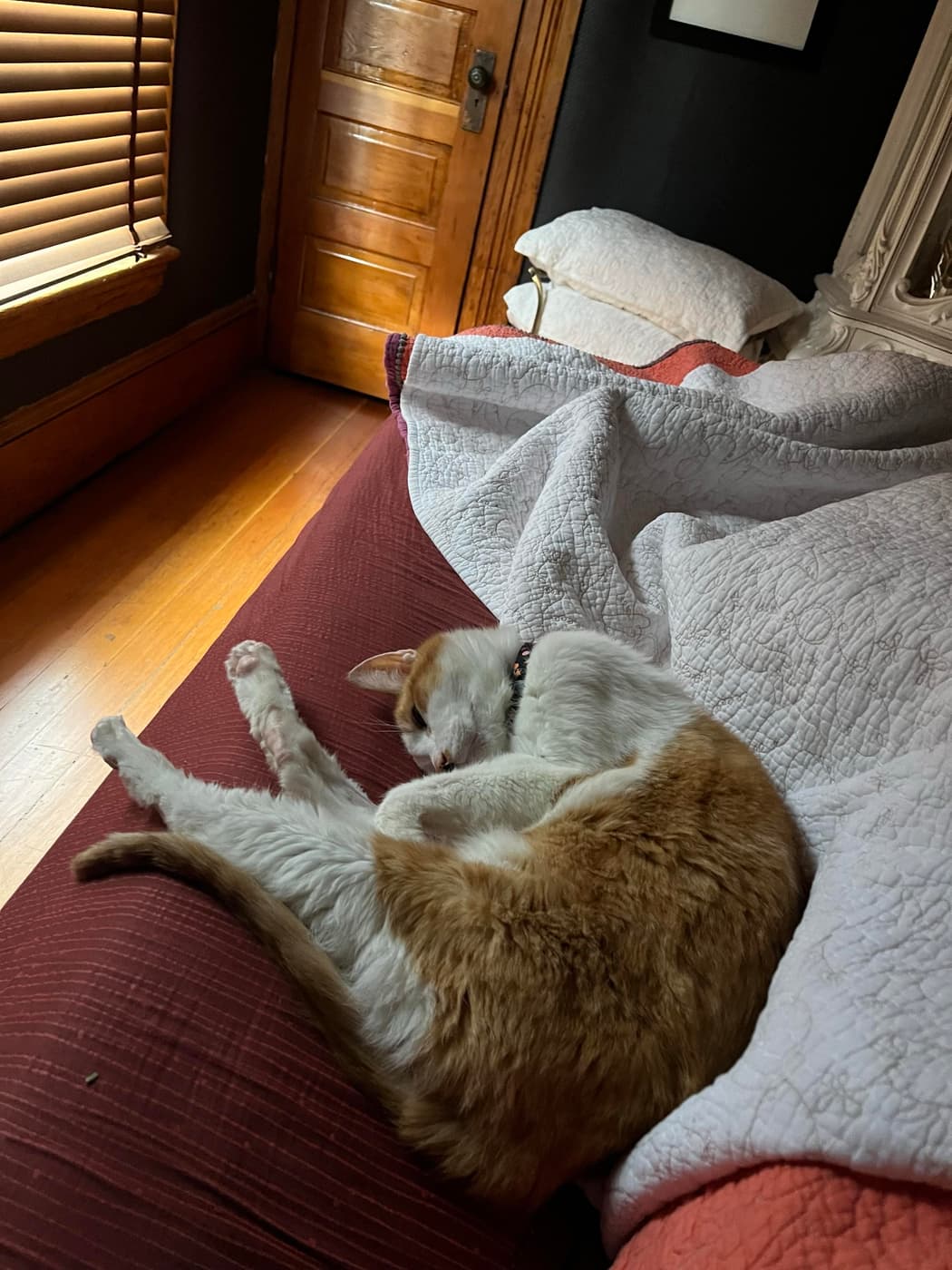 A sleeping cat (Catsby) curled up on a red bedspread, with a quilt and pillows in a cozy room. Light filters through wooden blinds, and a wooden door is visible in the background.