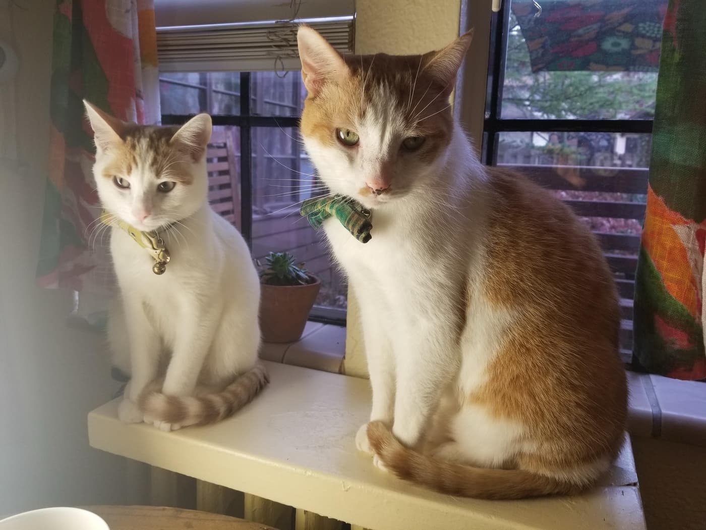 Two cats are sitting on a windowsill. One is primarily white with light orange markings and a yellow collar. The other is mostly orange with white and has a green collar. There are colorful curtains in the background and a small potted plant nearby.
