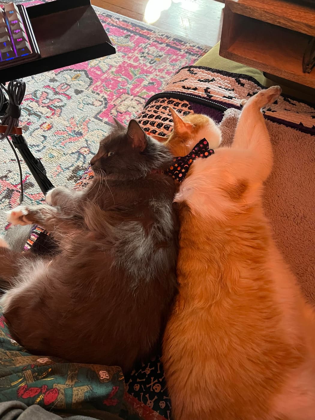 Miss Biscuits and Catsby lying back to back