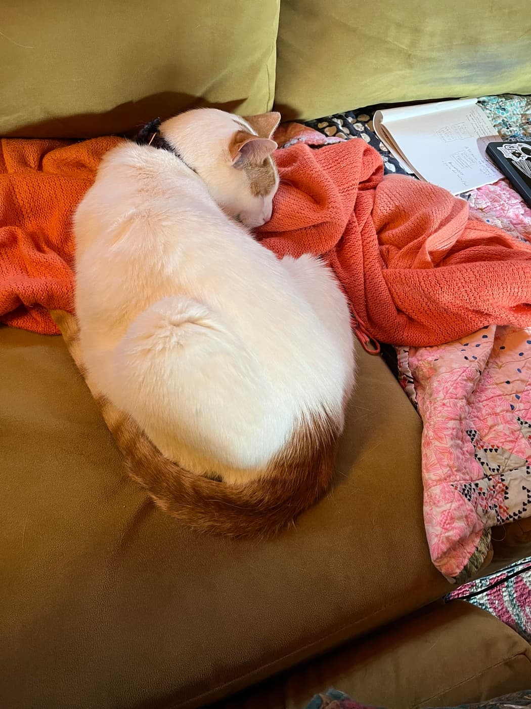 Cosmo curled up on couch