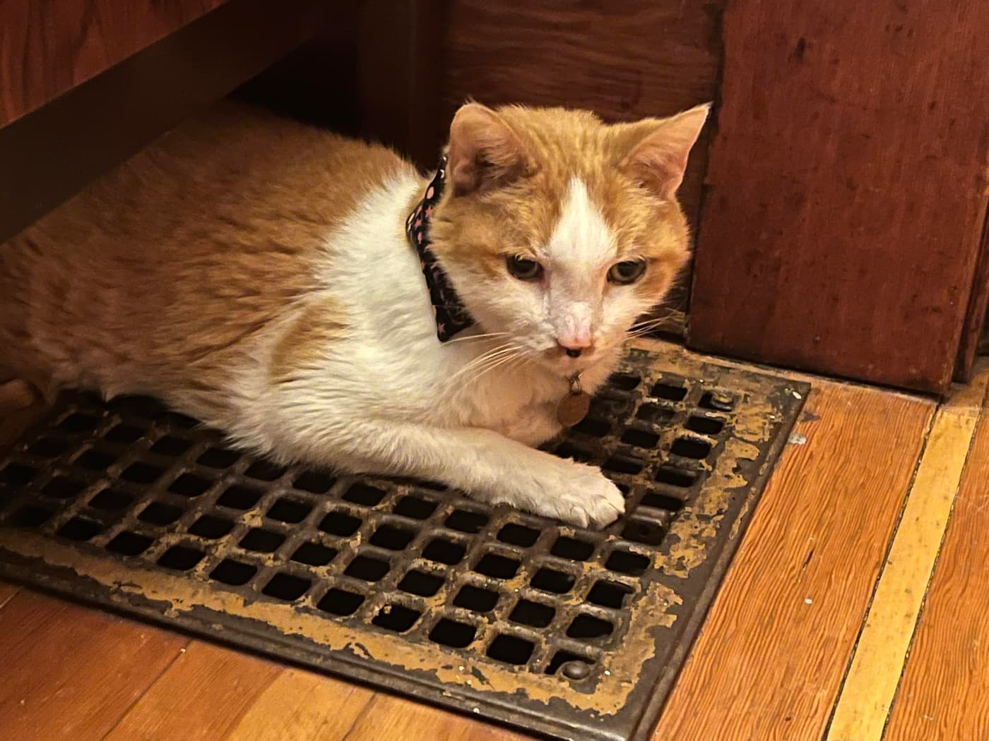 Catsby discovering the furnace vent, lying beside it looking content