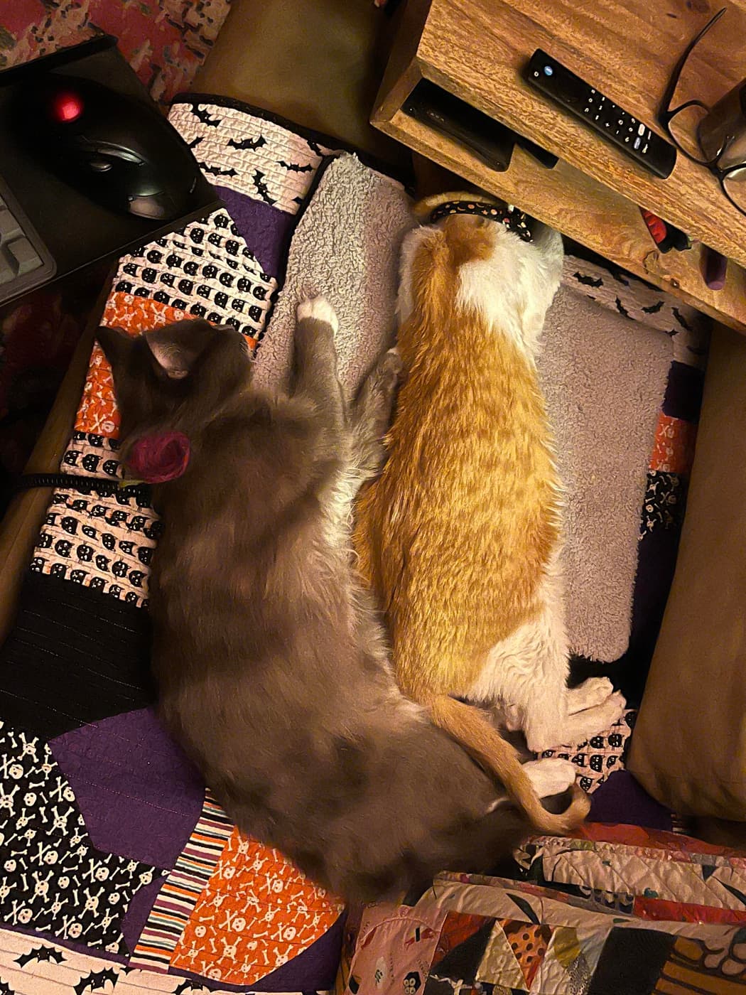 The same two cats sleeping next to each other on a colorful quilt, both looking peaceful