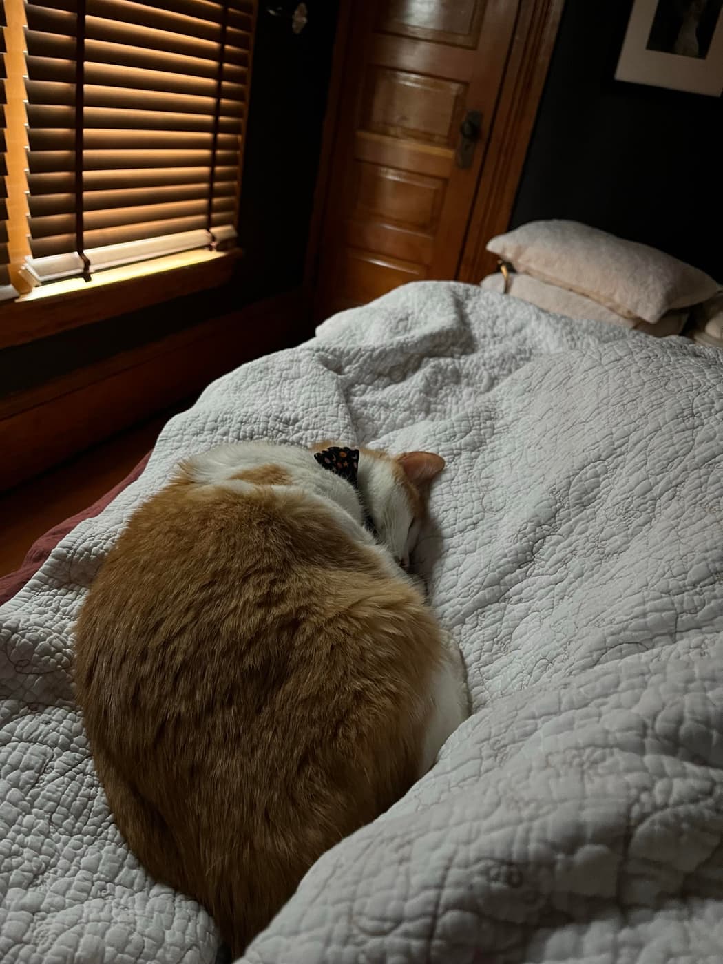 A sleeping cat with orange and white fur curls up on a quilted bedspread with soft morning light filtering through wooden blinds