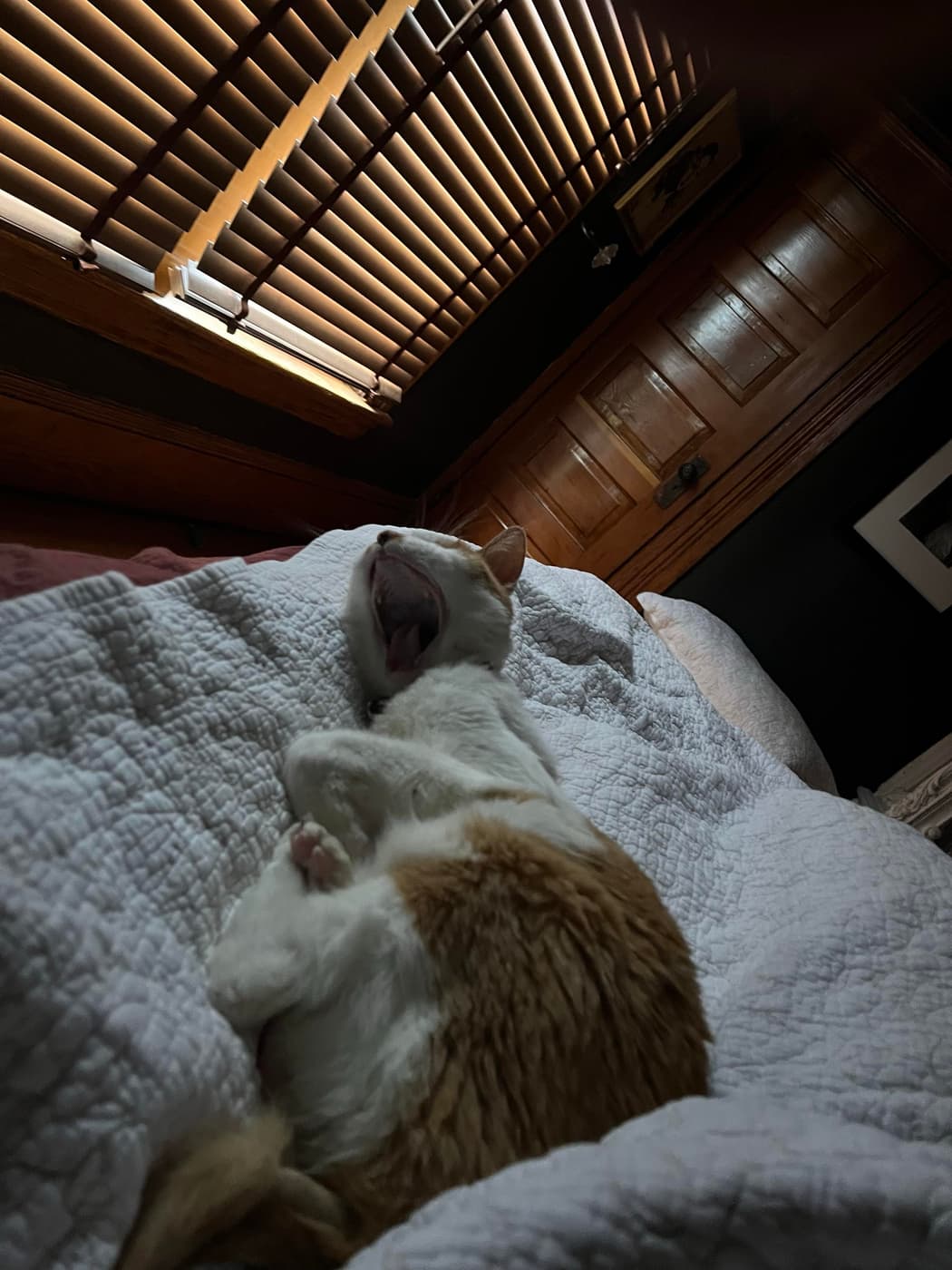 A relaxed cat with orange and white fur lying on a bed covered with a quilt, yawning, with wooden blinds partially open allowing soft light