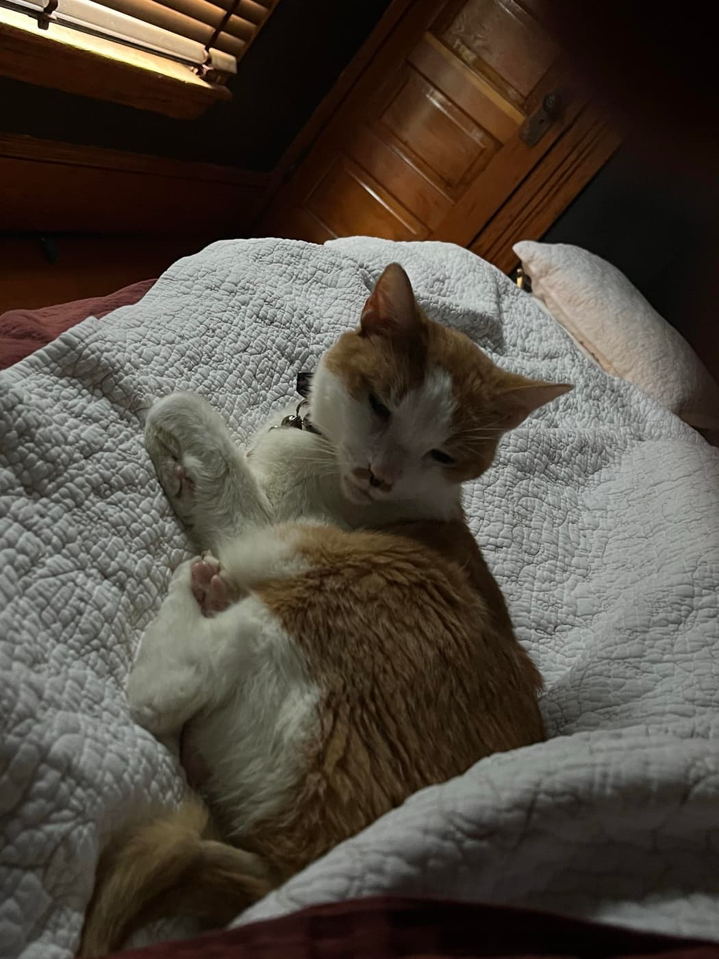 A fluffy orange and white cat curled up on a cozy bedspread with natural light filtering through a window