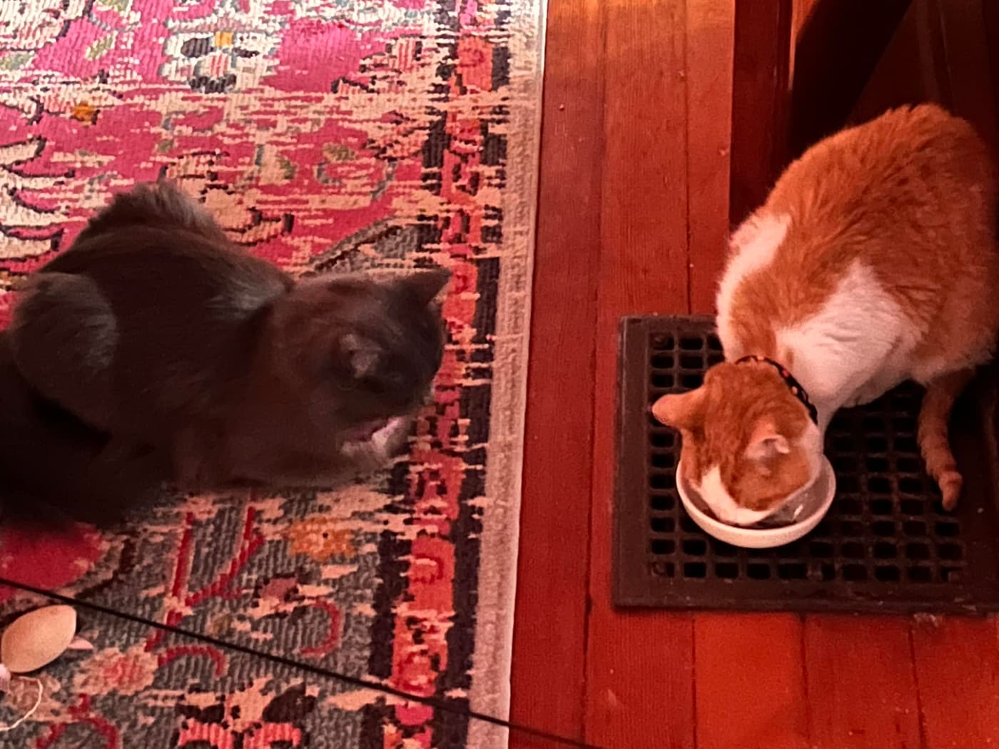 Two cats on a patterned rug. One gray cat sitting, while an orange cat leans over a food bowl atop a heating vent. A small toy near the gray cat