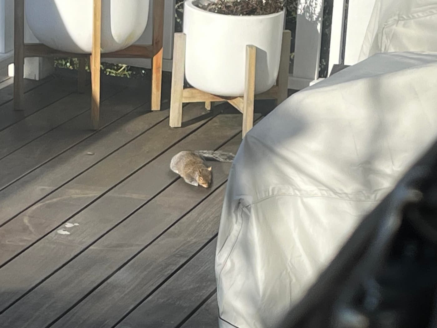 A small squirrel is resting on a wooden deck, near potted plants and a covered outdoor chair. Sunlight is casting shadows across the scene.