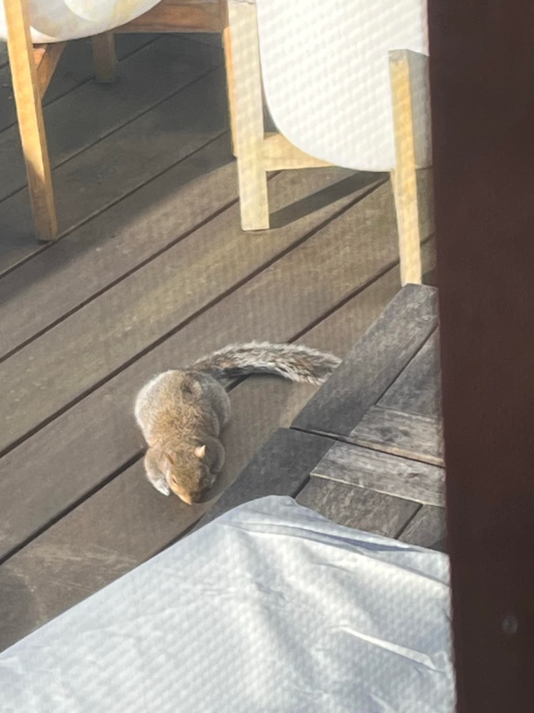 A gray squirrel is sitting on a wooden deck, with its tail curled behind it. There are outdoor furniture pieces partially visible in the background.
