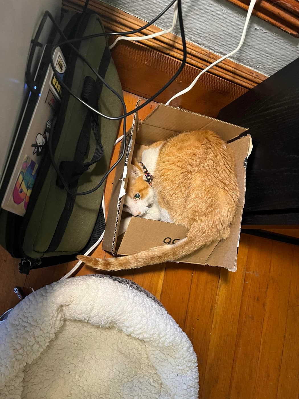 An orange cat is curled up head-first in a small cardboard box on a wooden floor, with a cozy pet bed nearby