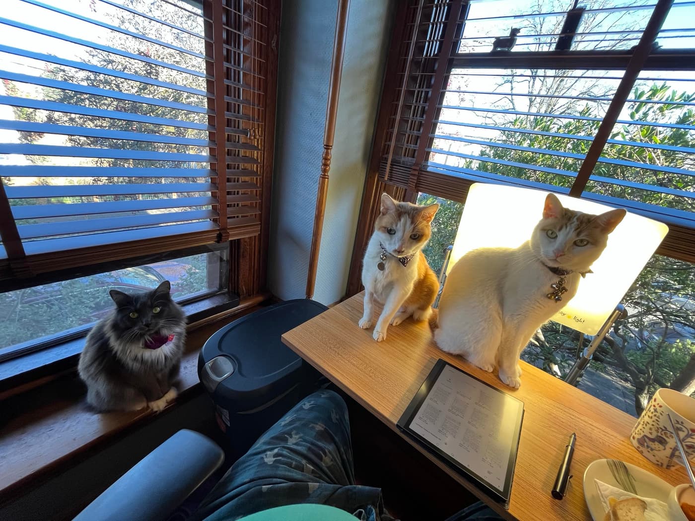 Three cats are sitting on a wooden desk near a window with blinds - Miss Biscuits (grey) on the window ledge, Catsby (orange and white) and Cosmo (mostly white) perched on the desk