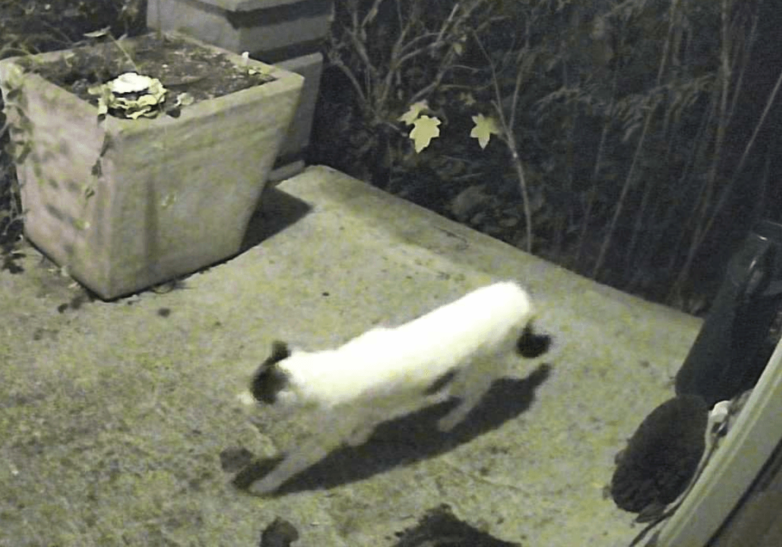 Blurry doorbell camera image of our neighbor's white and black spotted cat running onto our porch