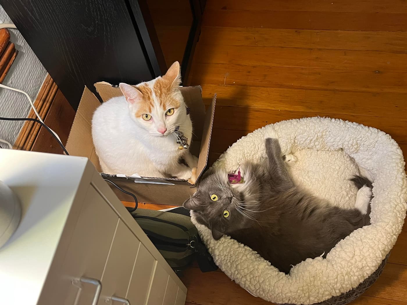 Two cats are depicted - one white cat with orange markings sitting in a cardboard box, while a gray cat is lying on its back in a fluffy pet bed