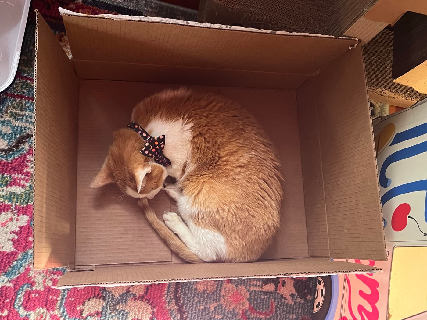 A sleeping orange and white cat curled up in a cardboard box, wearing a black bow tie with stars