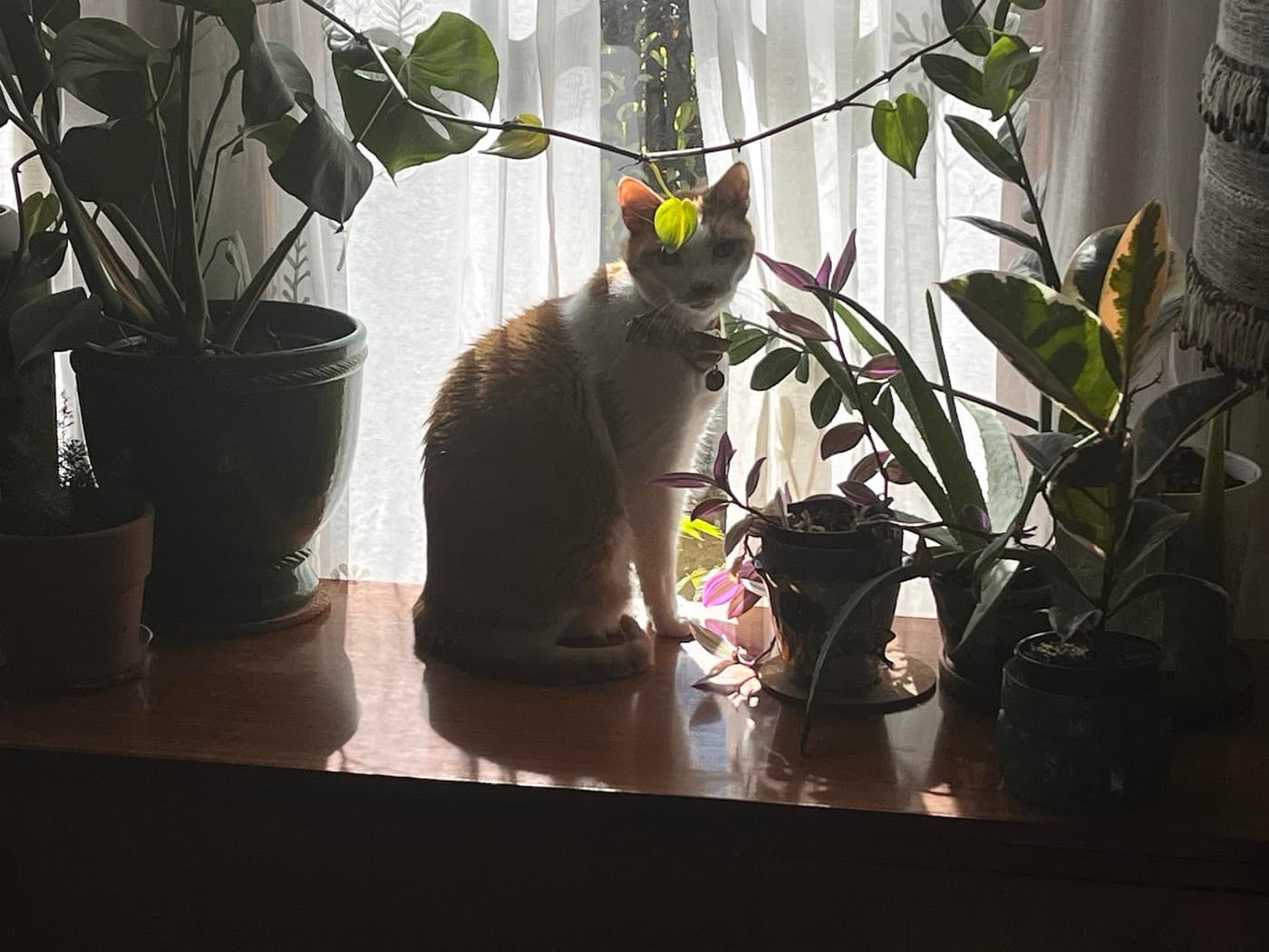 Orange and white cat on wooden sideboard in window with plants