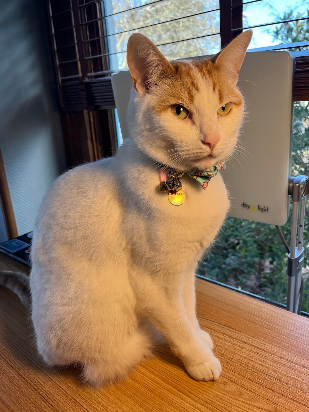 White and orange cat sitting in sunlight, looking spaced out