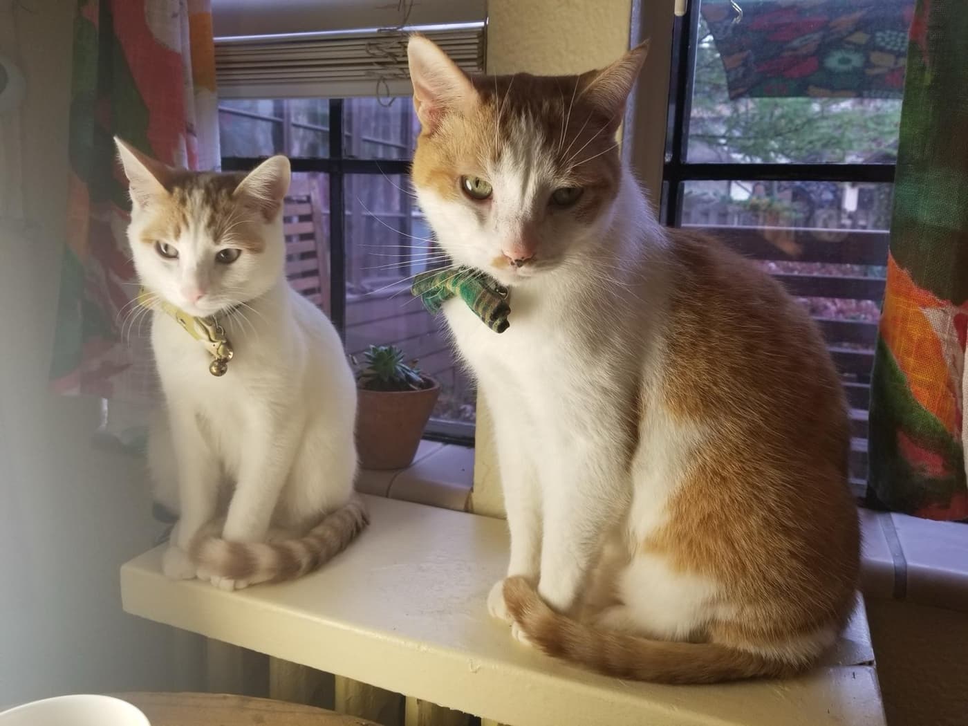 Two orange and white cats side by side on windowsill with small plant between them