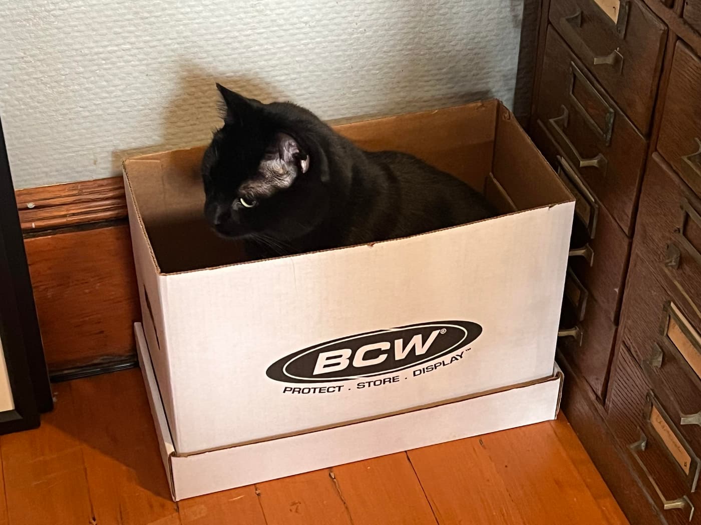 A black cat's head peeps out of the top of a small comics box