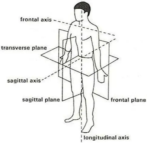 A diagram depicting axes of the human body