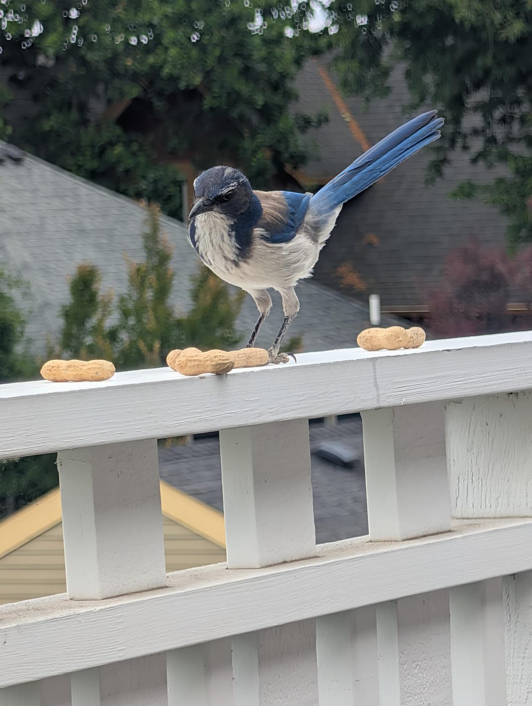 A scrub jay perched on the deck railing, helping itself to peanuts