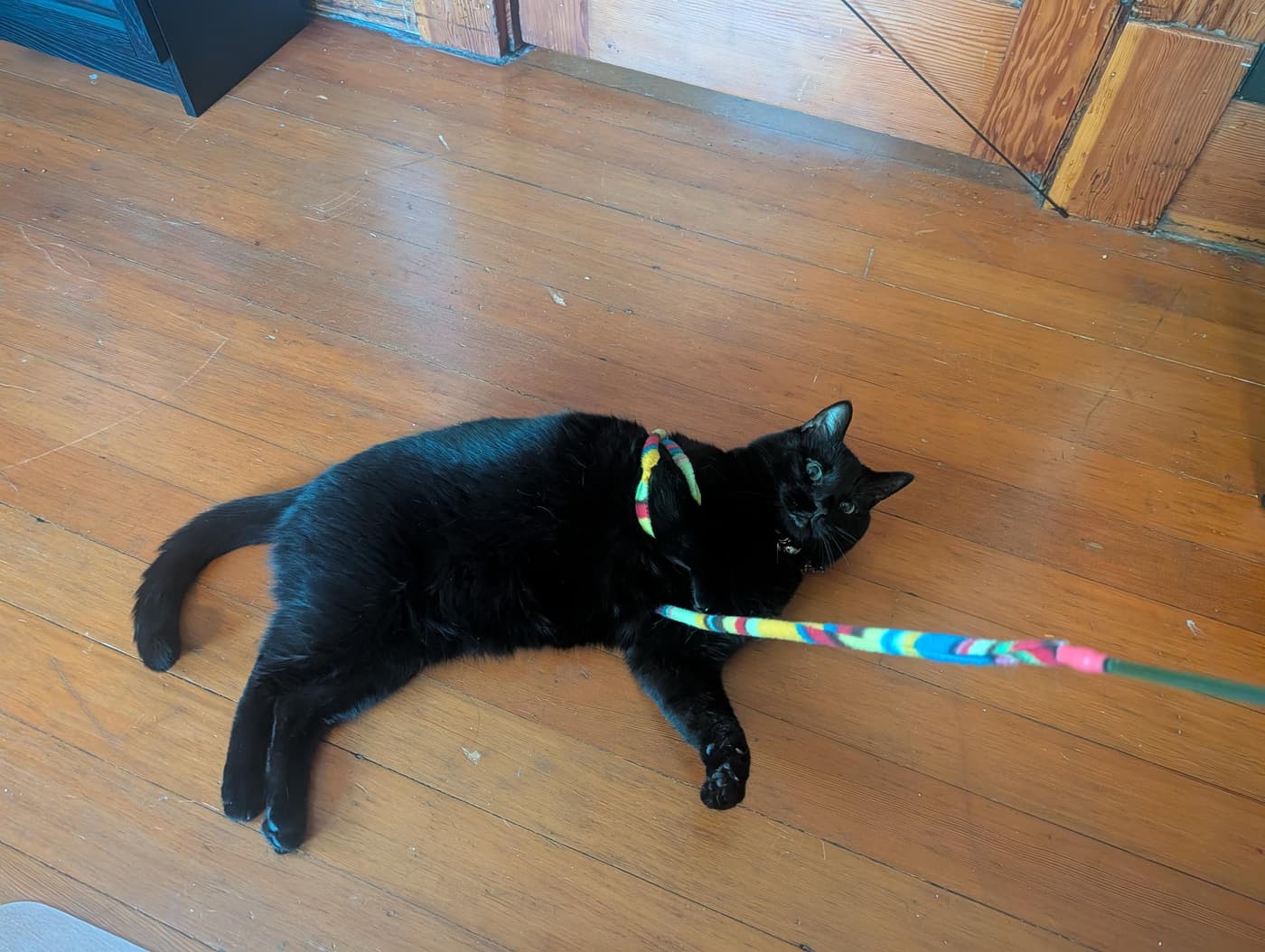 Minnaloushe stretched out and cozy