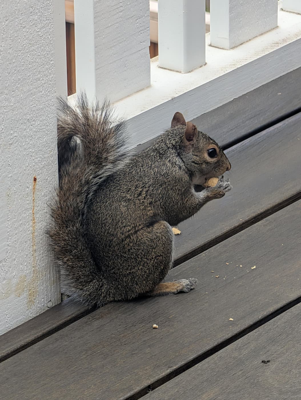 A squirrel on the deck clutching a peanut