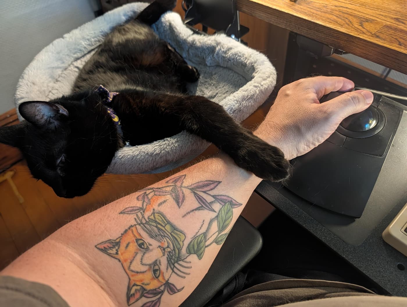 A black cat sleeping in a plush bed with its paw resting on a tattooed arm using a trackball mouse at a desk