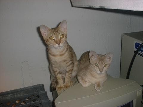 Two young cats perched on a vintage CRT monitor, in a nostalgic flash-lit photo