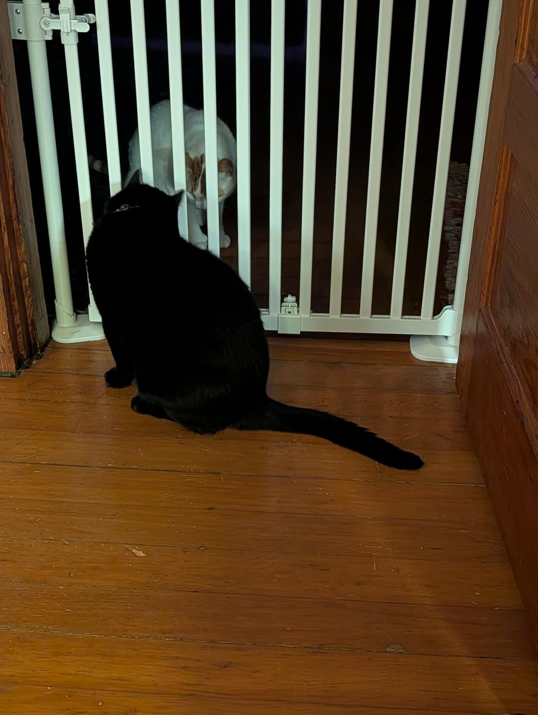 A black cat and a white-and-ginger cat face each other through a white pet gate on a wooden floor.