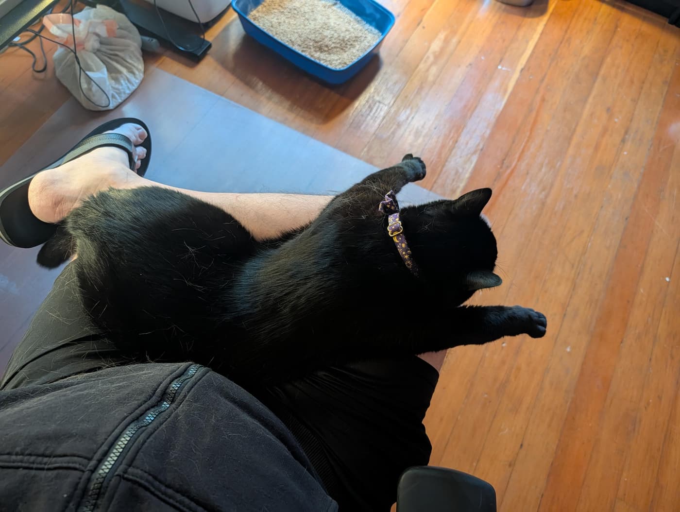 An overhead view of a black cat stretching out comfortably across a person's lap. The cats paws are stretched out into the air doing biscuits