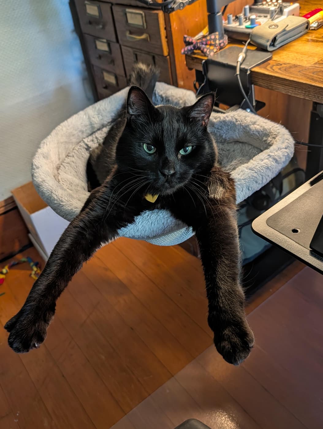 A black cat with green eyes relaxes in a cat bed, dangling its front paws over the edge.
