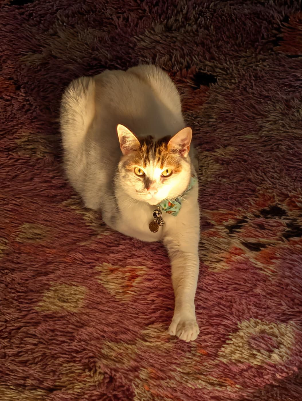 Cosmo looking like he has an RPG quest for me