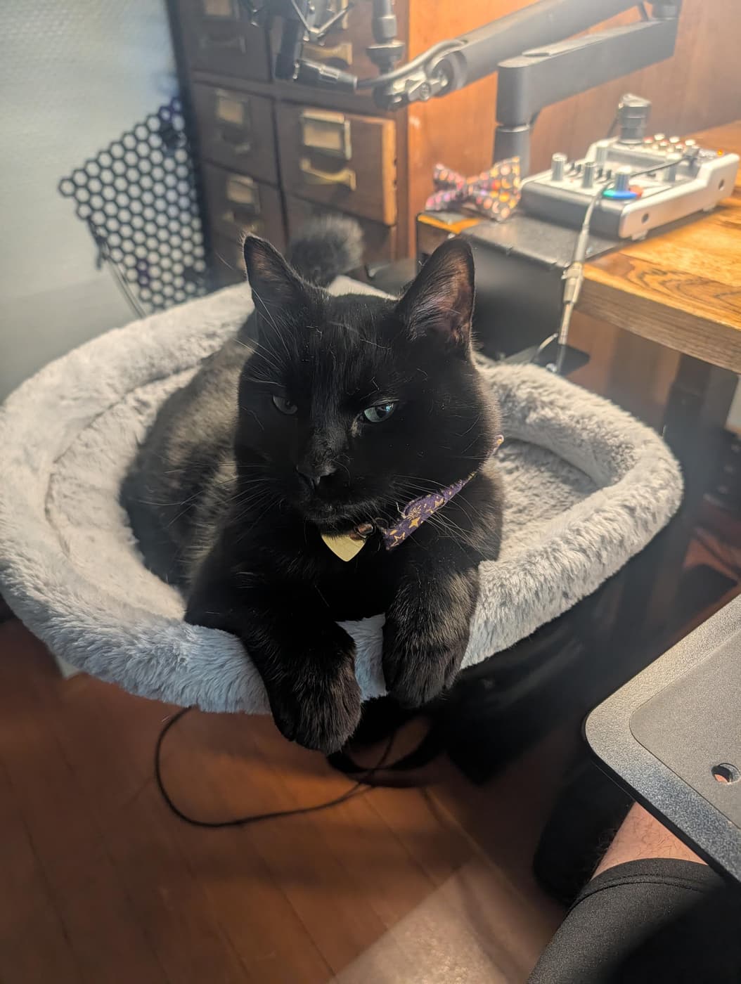 A black cat with green eyes rests in a gray fluffy pet bed on a wooden desk, wearing a star-patterned collar.