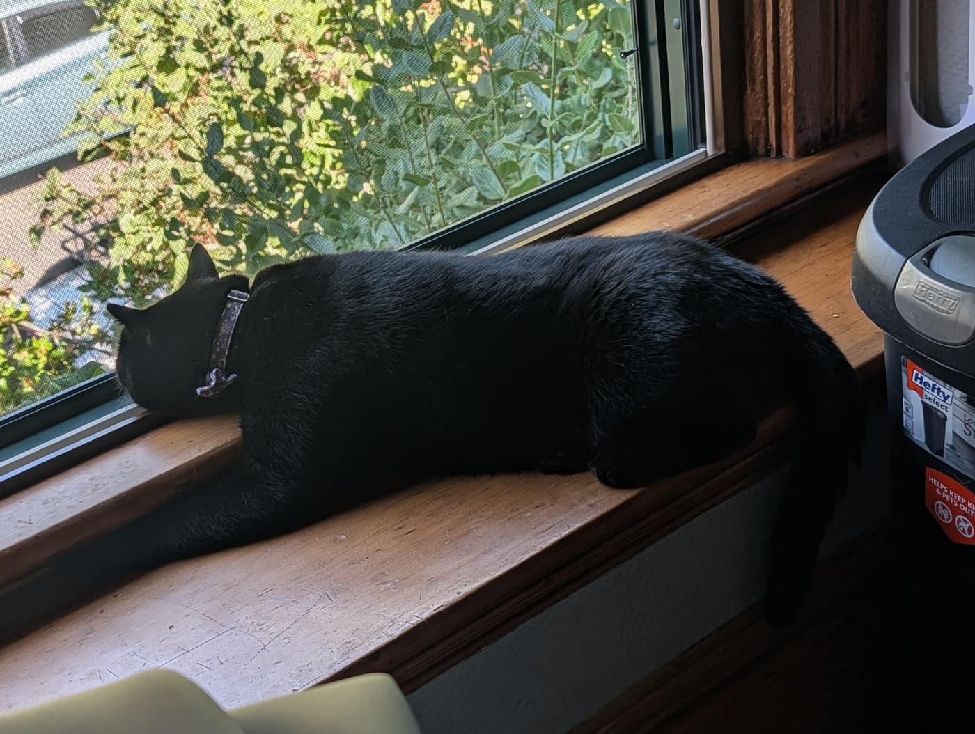 A black cat with a sparkly collar sleeps on a wooden windowsill, looking out a screen window at green foliage.